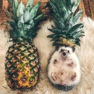 Meet your Posher, Isabella